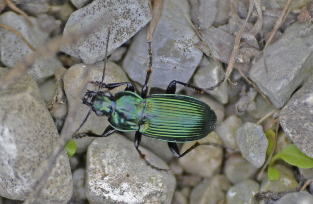 Harpalus distinguendus? No, Poecilus lepidus gressorius